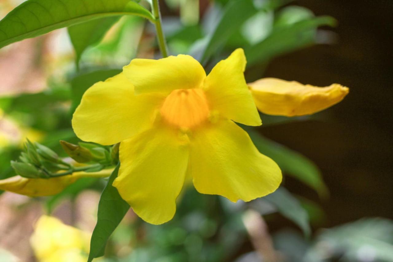 Samana Ecolodge El Limon Eksteriør billede