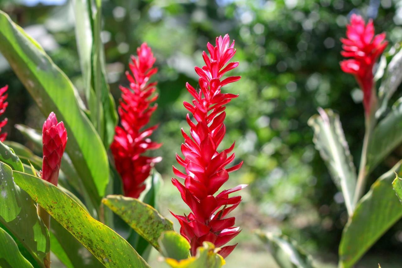 Samana Ecolodge El Limon Eksteriør billede