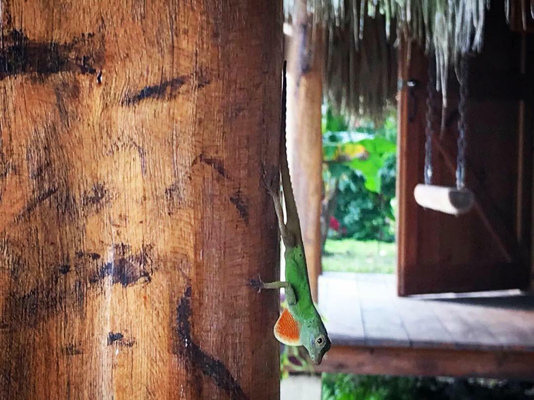 Samana Ecolodge El Limon Eksteriør billede